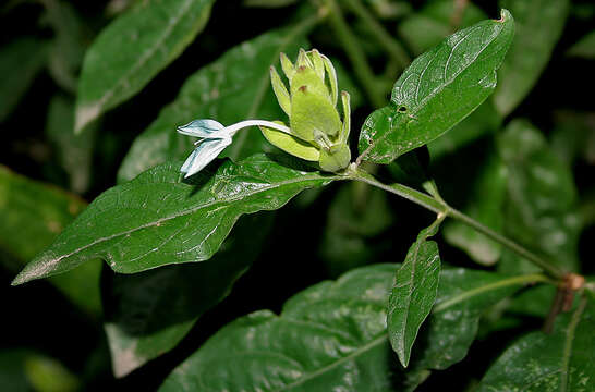 Image of Ecbolium ligustrinum (Vahl) K. Vollesen