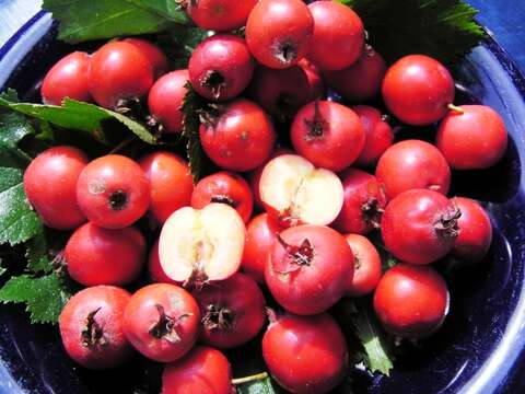 Image of Crataegus coccinea L.