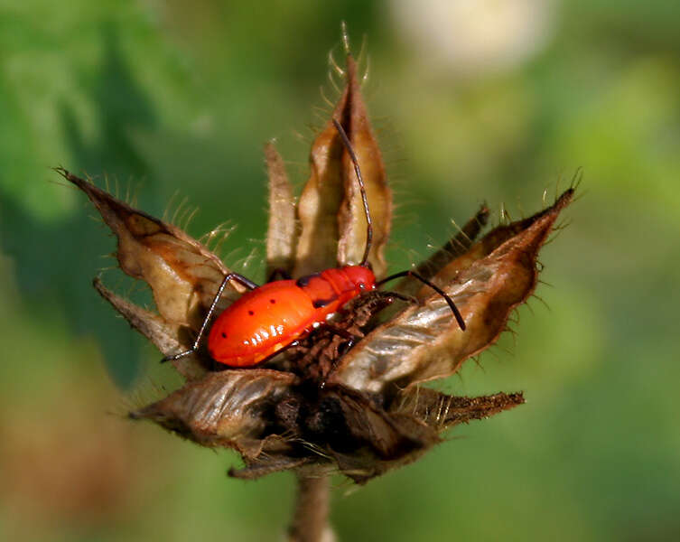 Image of Hibiscus lobatus (Murray) Kuntze