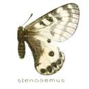 Parnassius stenosemus Honrath 1890 resmi