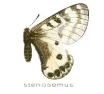 Parnassius stenosemus Honrath 1890 resmi