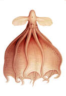 Image of Cirroteuthidae Keferstein 1866