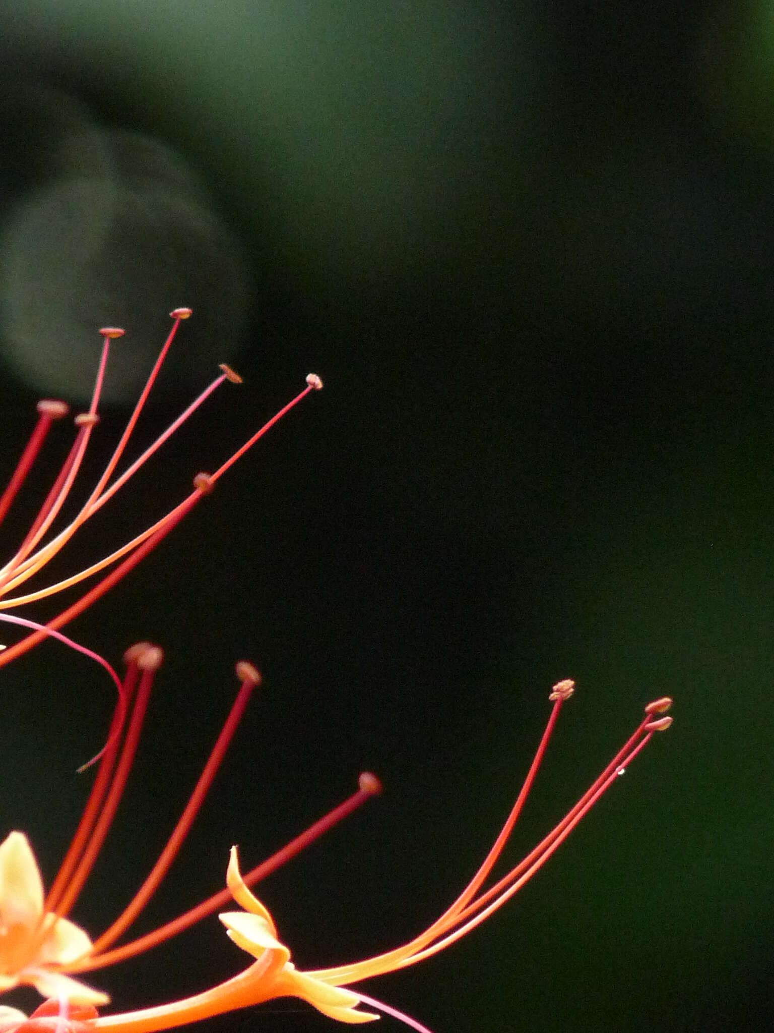 Слика од Clerodendrum paniculatum L.