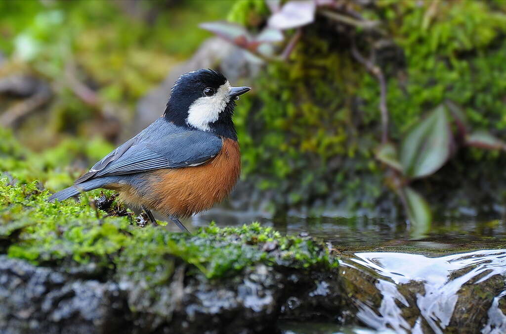 Image of Chestnut-bellied Tit