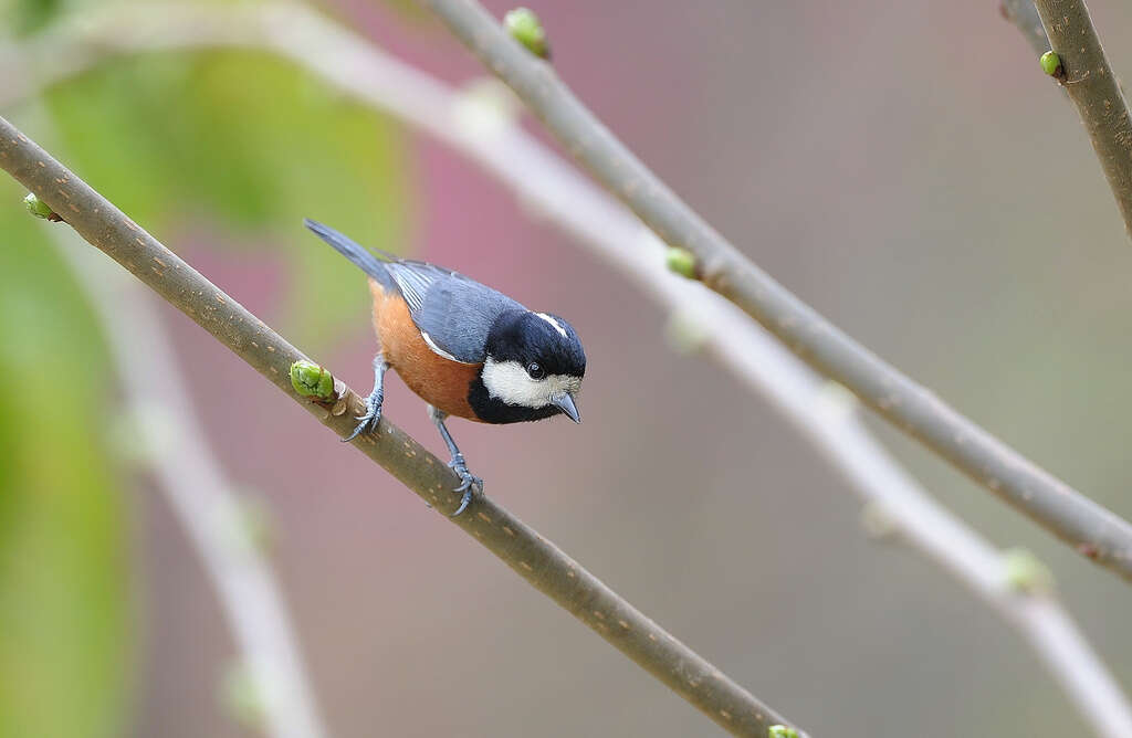 Image of Chestnut-bellied Tit