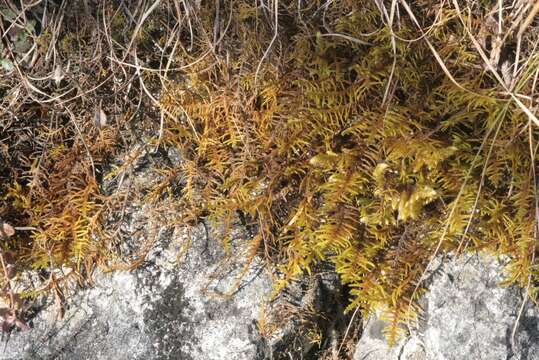 Image of Wiry Fern Moss