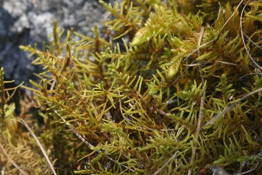 Image of Wiry Fern Moss