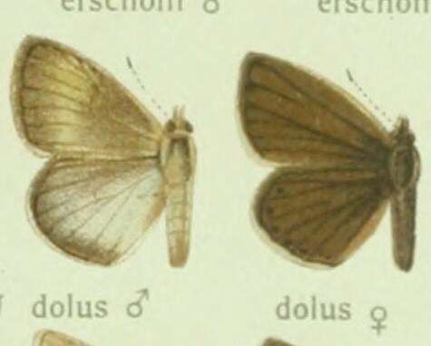 Image of Polyommatus dolus