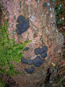 Image of Biscogniauxia nummularia (Bull.) Kuntze 1891