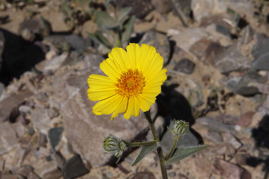 Image de Geraea canescens Torr. & A. Gray