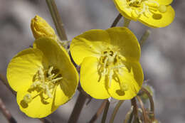 Image de Chylismia brevipes Small