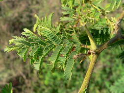 Sivun Vachellia tortuosa (L.) Seigler & Ebinger kuva