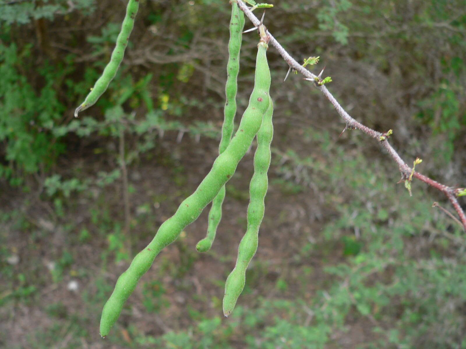 Sivun Vachellia tortuosa (L.) Seigler & Ebinger kuva