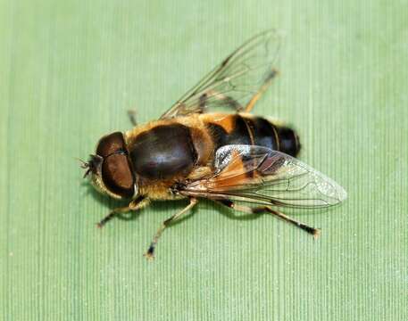 Image of Eristalis similis