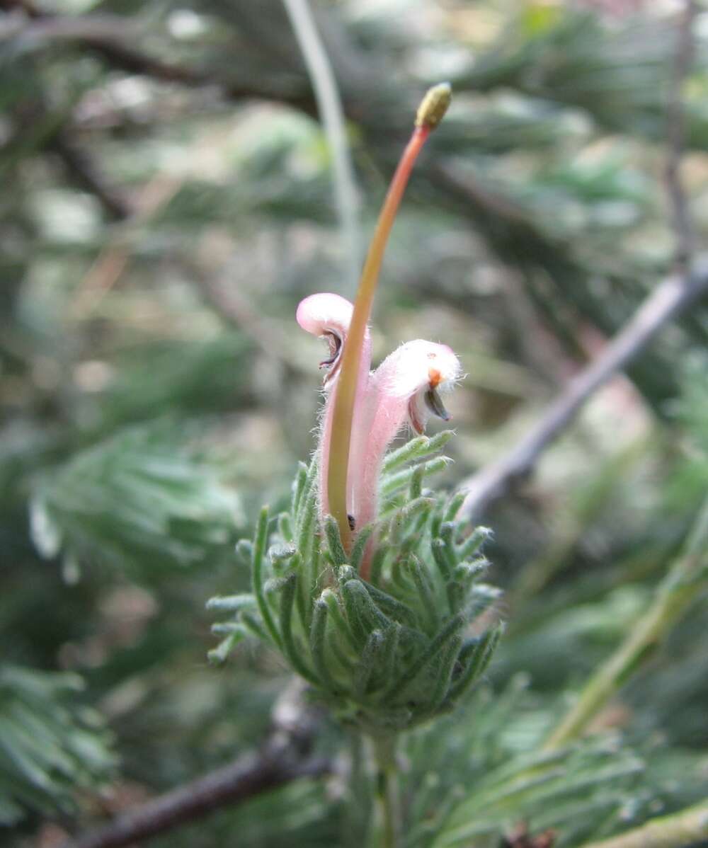 Image de Adenanthos macropodianus E. C. Nelson