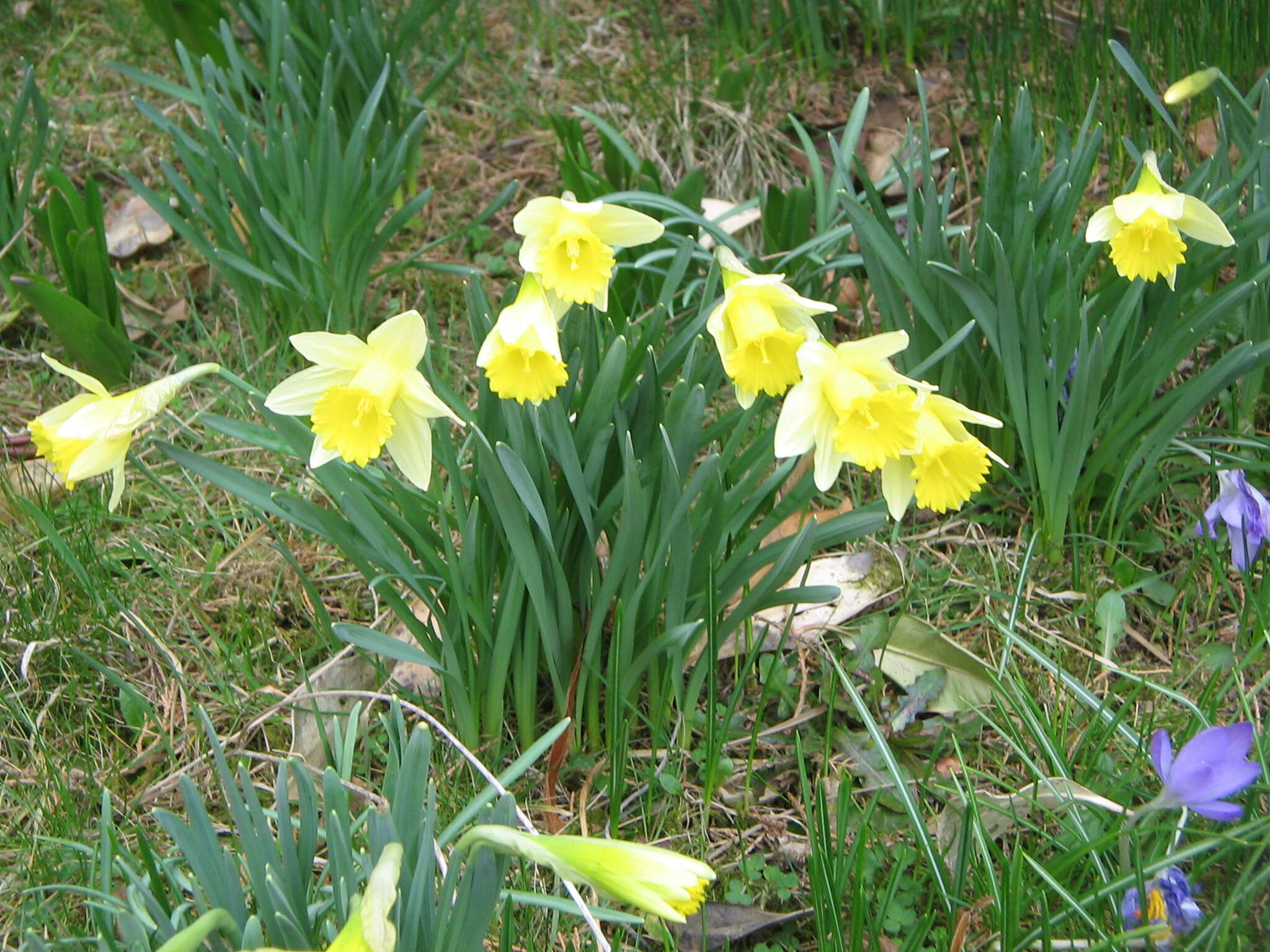 Image of daffodil