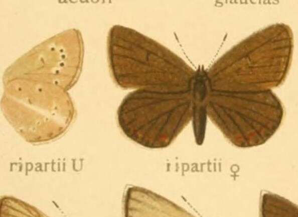 Image of Polyommatus ripartii