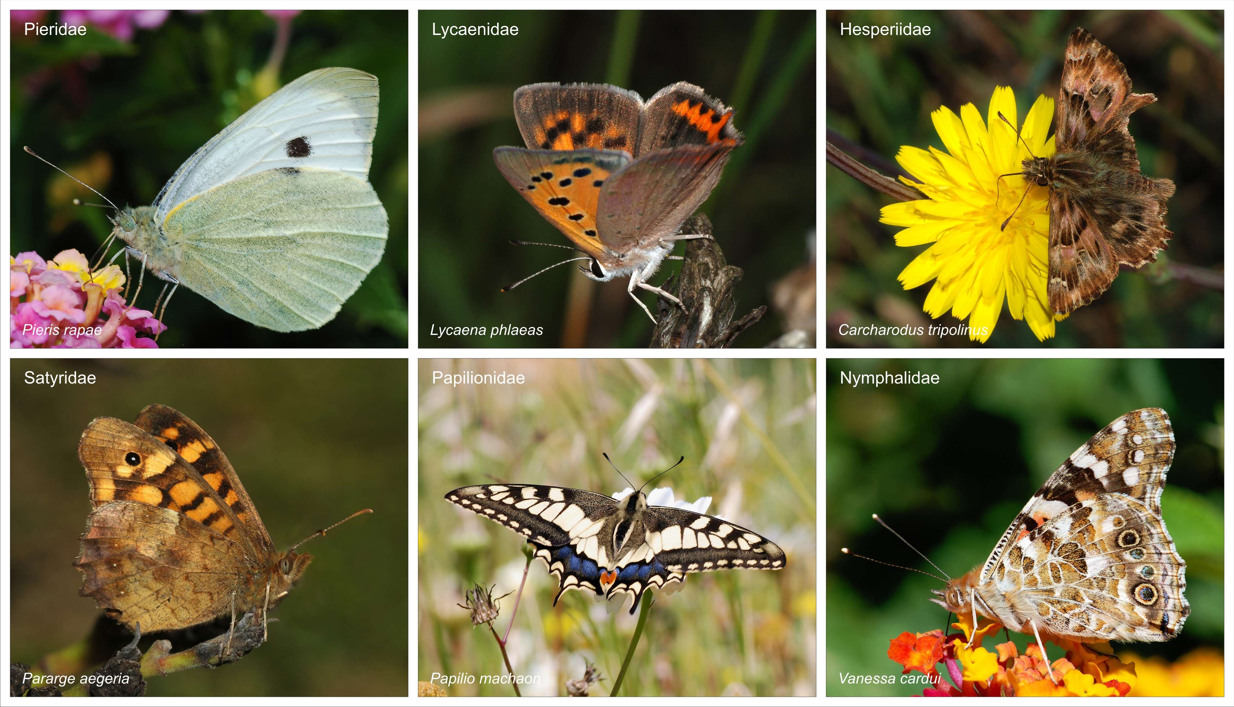 Image of cabbage butterfly