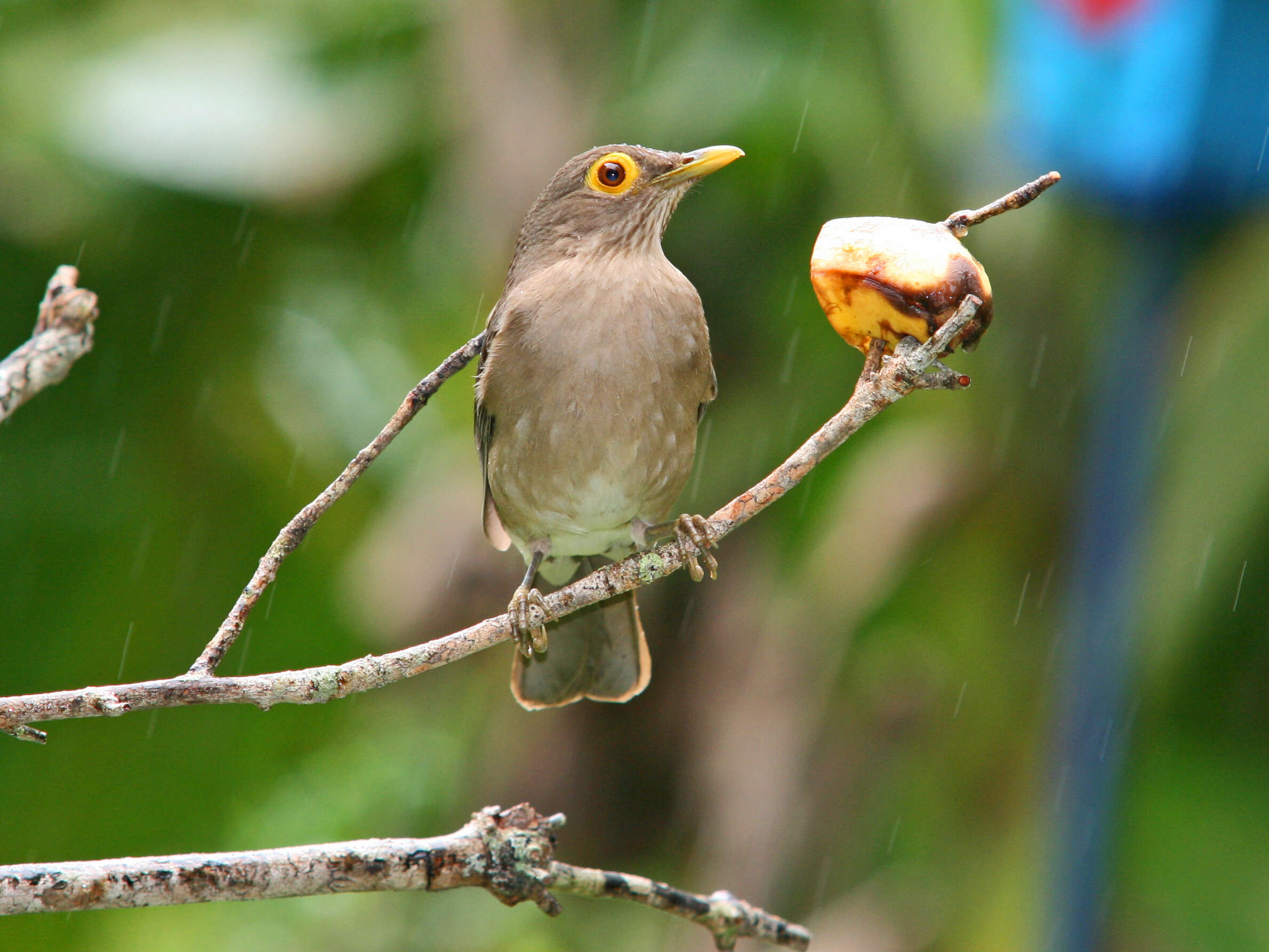 Image of Spectacled Thrush