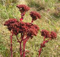 Image of Orpine