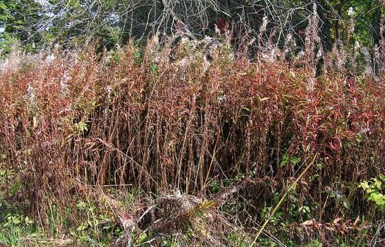 Image of Narrow-Leaf Fireweed