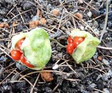 Image of Bomarea edulis (Tussac) Herb.