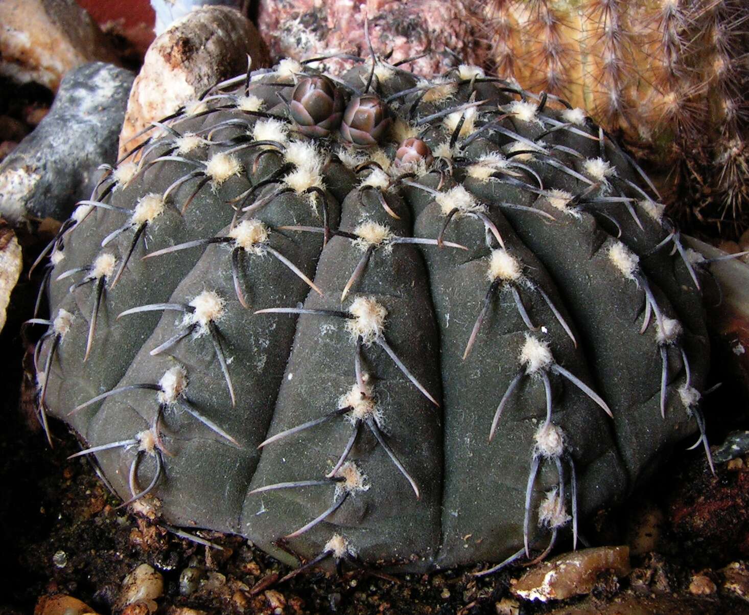 Imagem de <i>Gymnocalycium quehlianum</i>