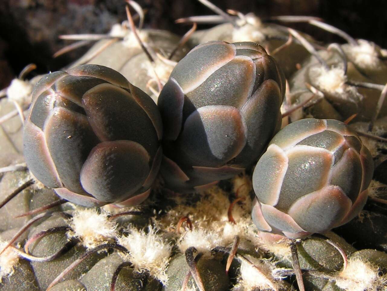 Imagem de <i>Gymnocalycium quehlianum</i>