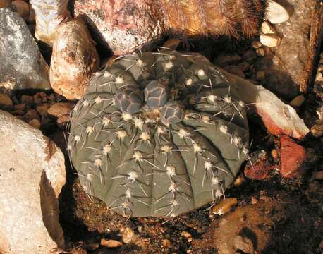 Слика од <i>Gymnocalycium quehlianum</i>