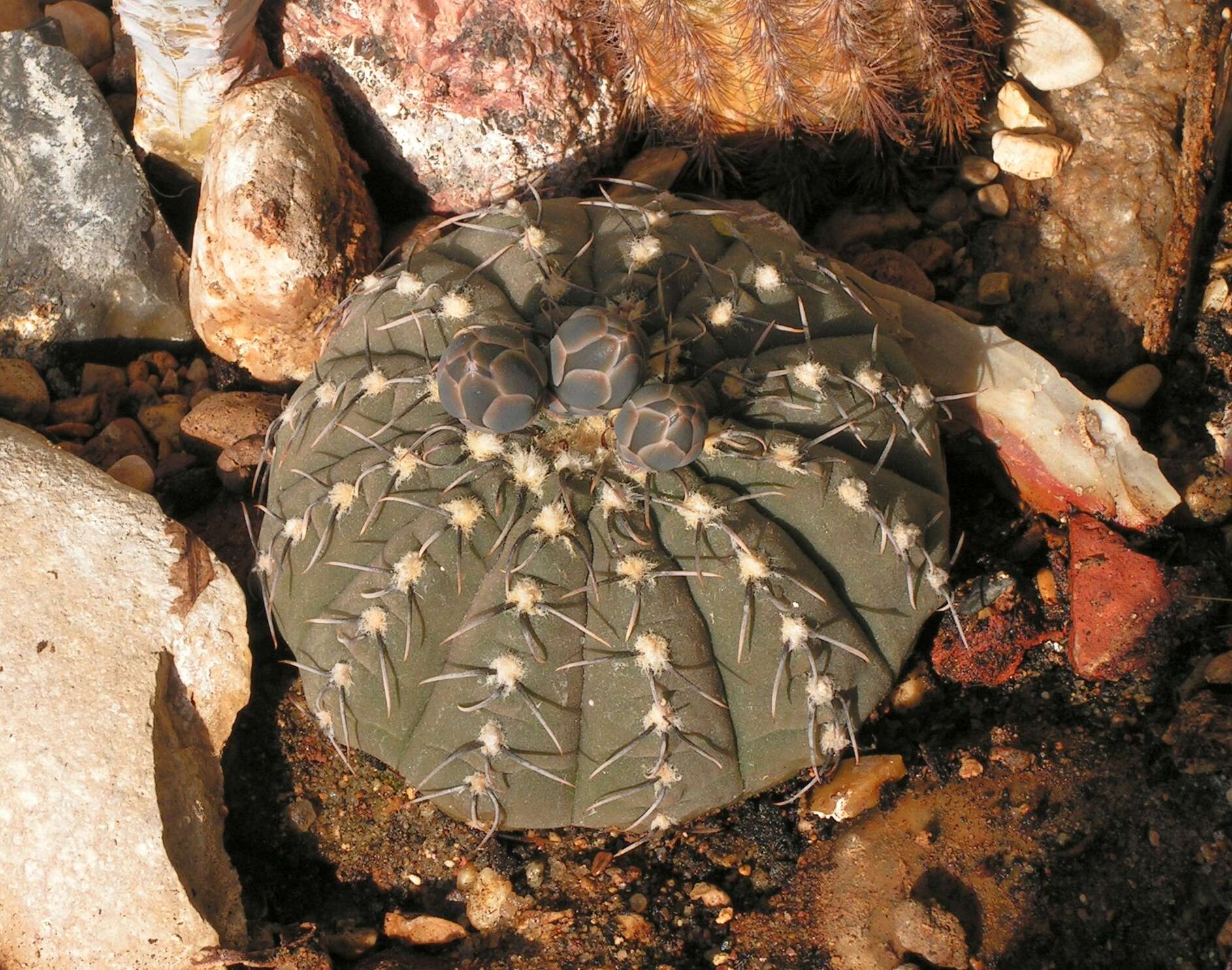 Imagem de <i>Gymnocalycium quehlianum</i>