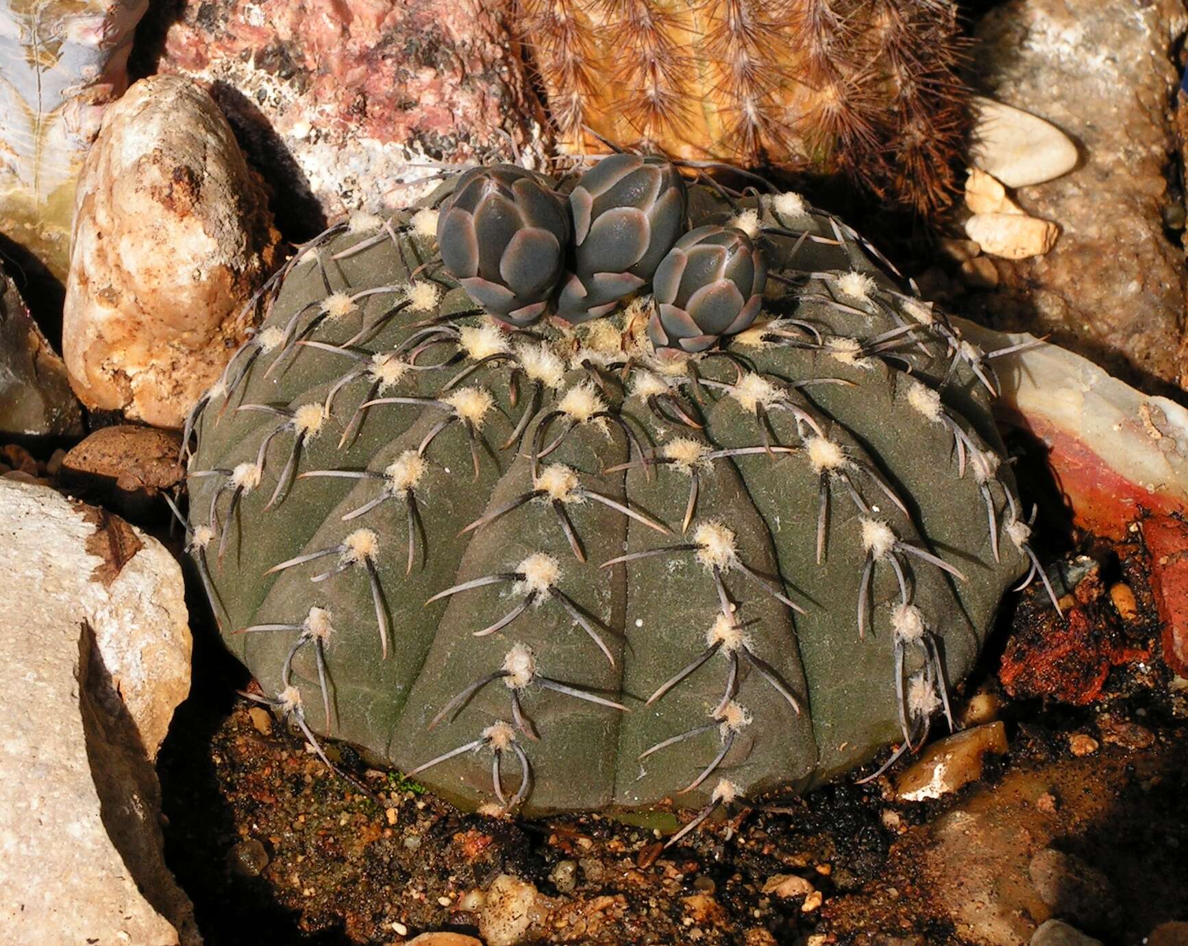 Image of <i>Gymnocalycium quehlianum</i>