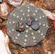 Imagem de <i>Gymnocalycium quehlianum</i>