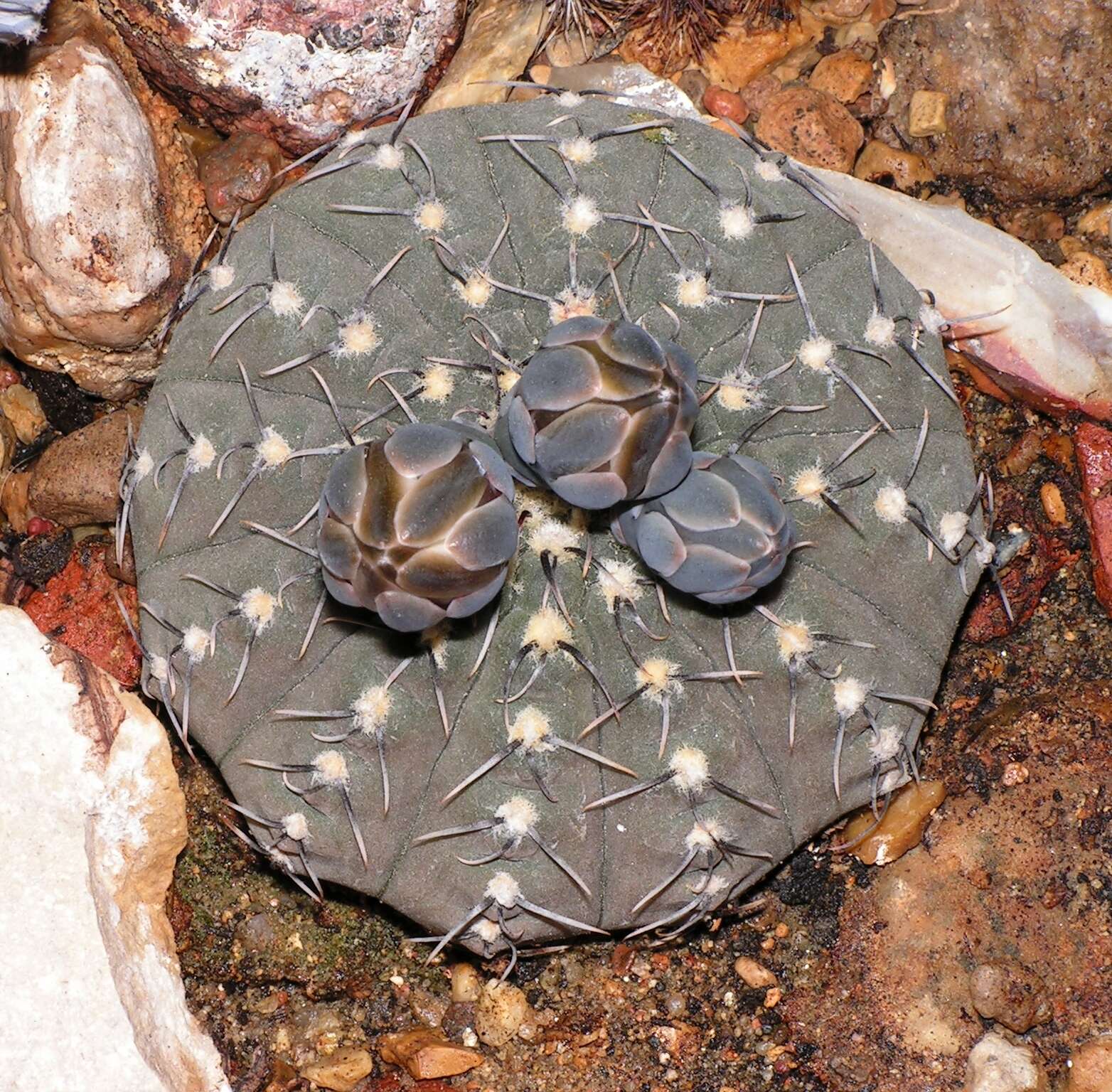 Imagem de <i>Gymnocalycium quehlianum</i>