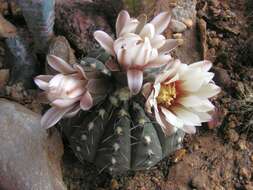 Imagem de <i>Gymnocalycium quehlianum</i>