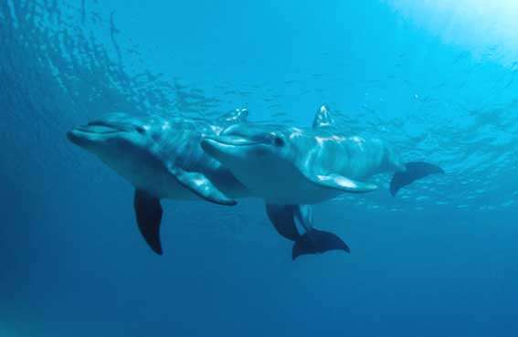 Image of Bottlenose Dolphin