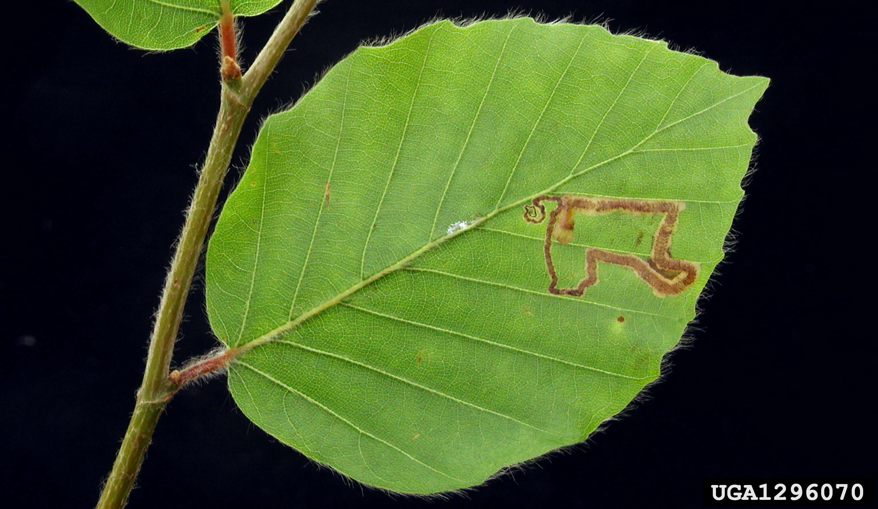 Sivun Stigmella hemargyrella (Kollar 1832) Gerasimov 1952 kuva