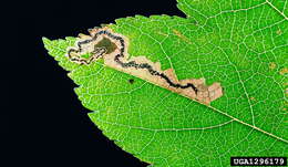 صورة Stigmella mespilicola (Frey 1856) Klimesch 1948