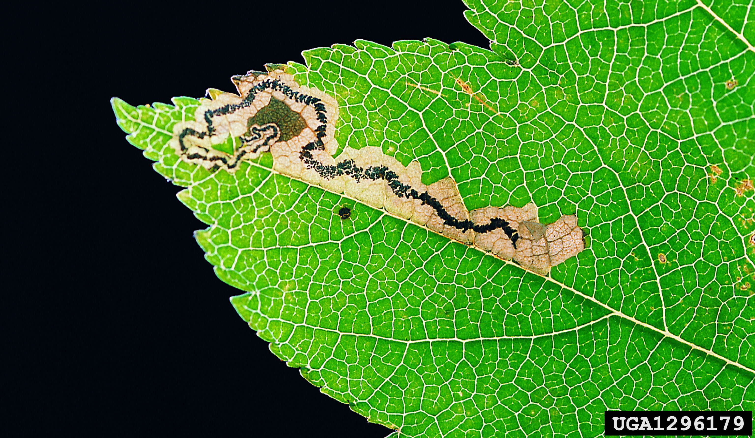 Image of Stigmella mespilicola (Frey 1856) Klimesch 1948