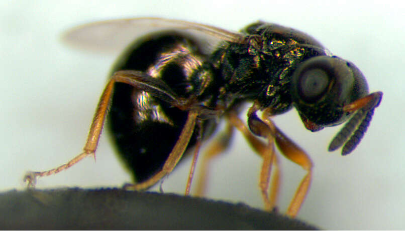 Image of Parasitoid wasp