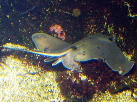 Image of Japanese Eagle Ray