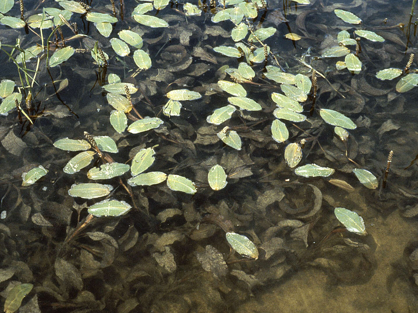 Image of largeleaf pondweed