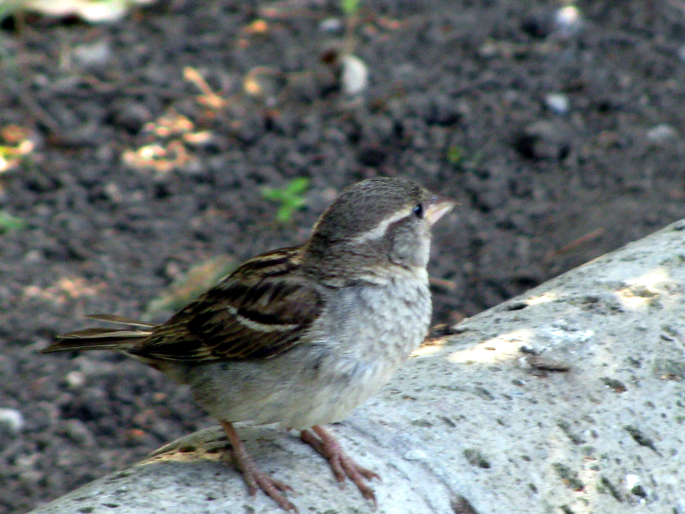 Image of Italian Sparrow