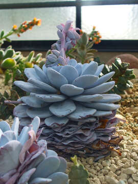 Image of Echeveria laui R. Moran & J. Meyran