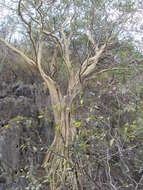 Image of Ficus petiolaris Kunth