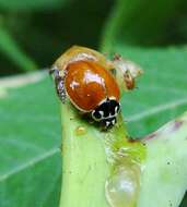 Image of Spotless Lady Beetles