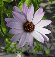 Image of shrubby daisybush