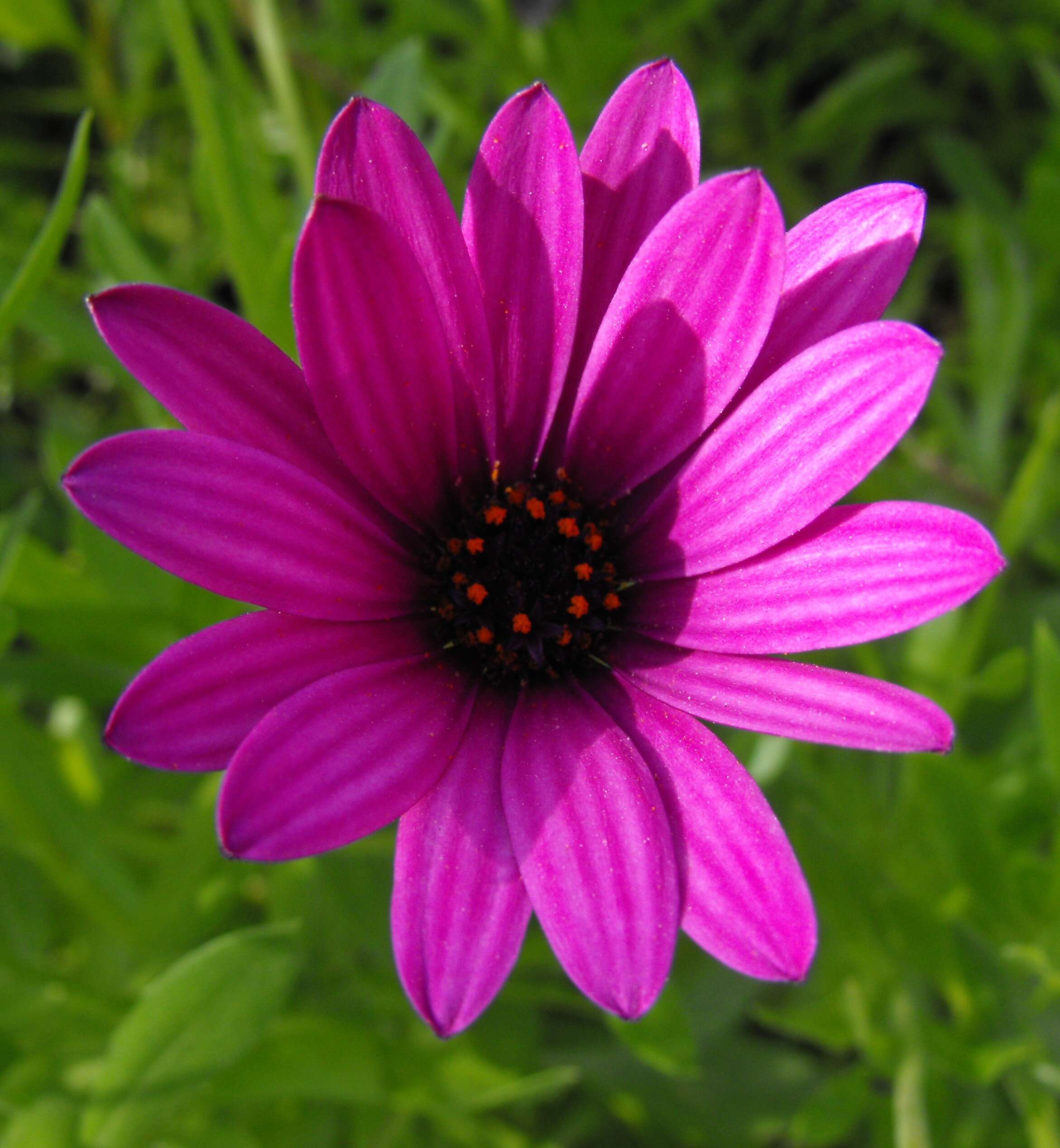 Image of shrubby daisybush