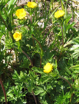 Image of Drummond's cinquefoil