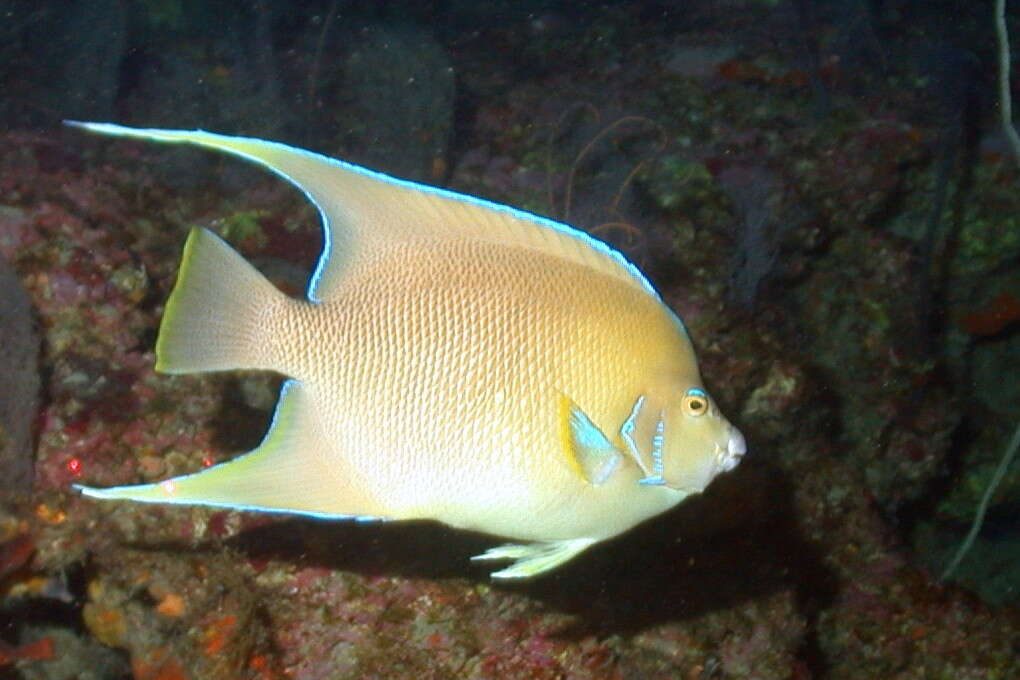 Слика од Holacanthus bermudensis Goode 1876