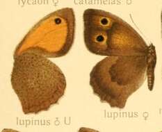 Image of Hyponephele lupina